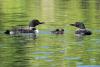 Loon Family by Travis Novitsky